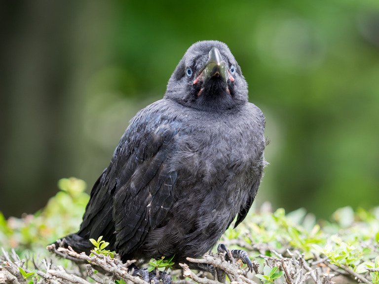 天沼公園で出会ったカラスの子ども-2
