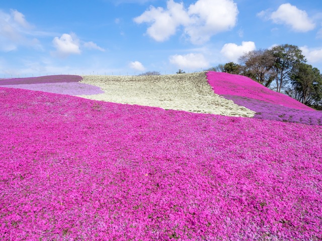 東京ドイツ村｜芝桜20150412-4