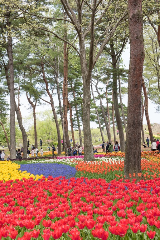 国営ひたち海浜公園のチューリップ2016年4月22日-4