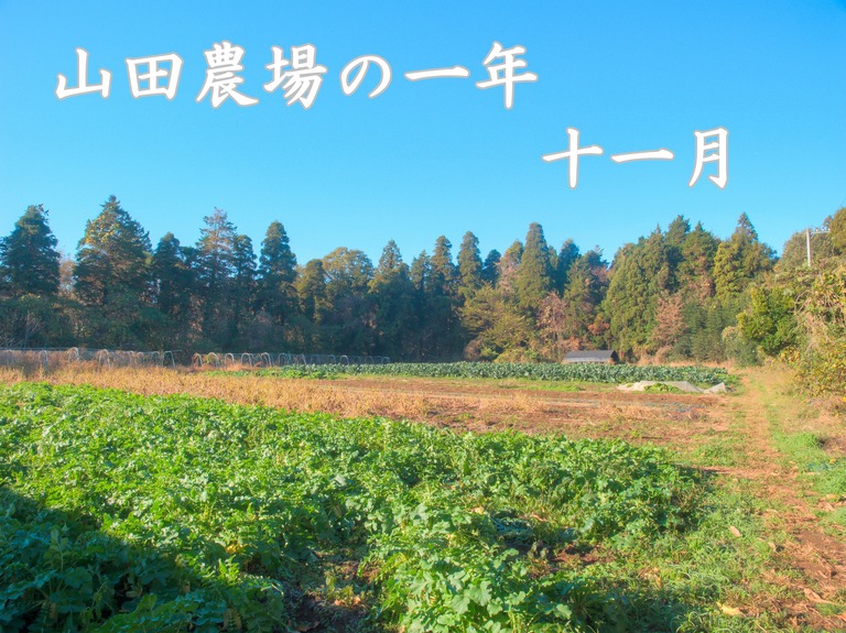 山田農場の一年・十一月｜たくあん作り-2