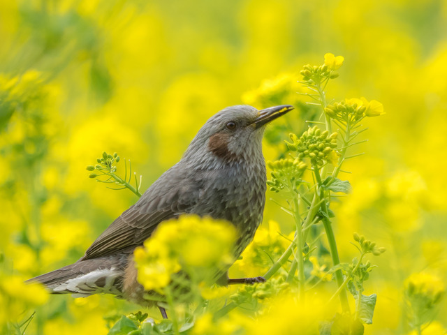 鳥と菜の花