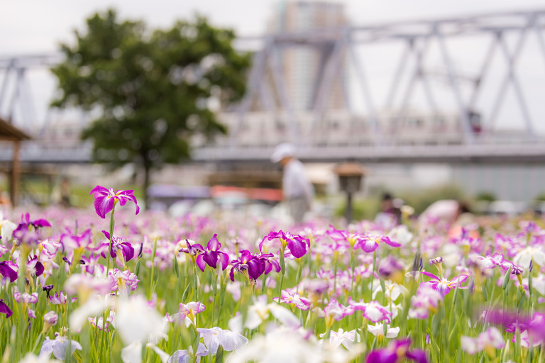 ショウブの花-2