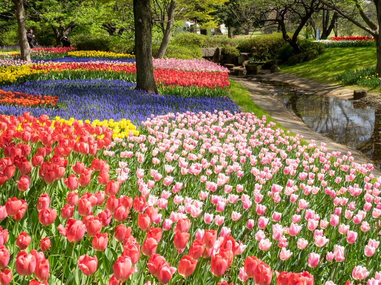 昭和記念公園のチューリップ20150418-6