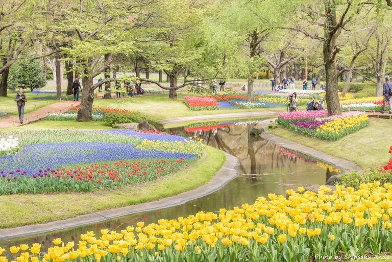 国営昭和記念公園のチューリップ（渓流広場）2016年4月16日‐5