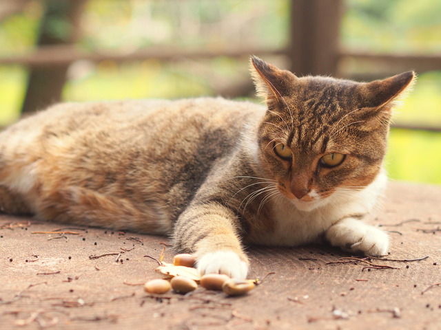 ねこ20141004-3