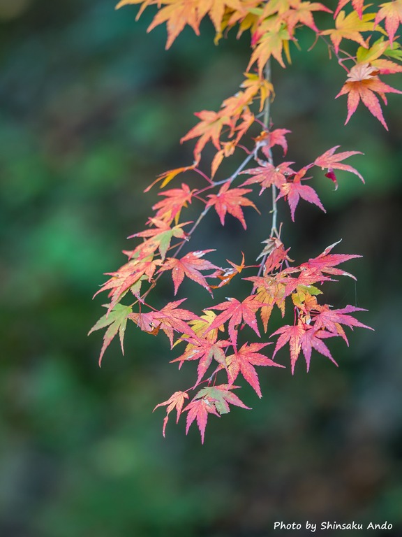 奥多摩の紅葉2015｜白丸遊歩道(name)
