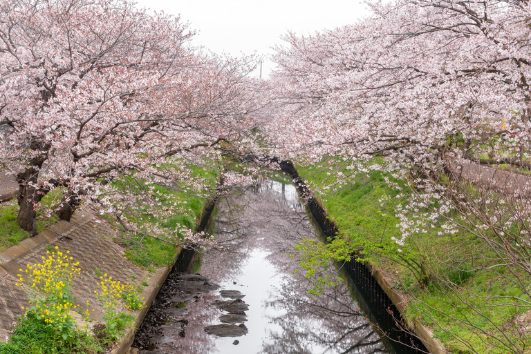 海老川の桜2020