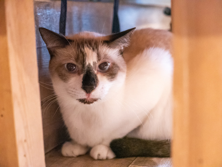 高根公団_猫かふぇ_和風猫本舗_5