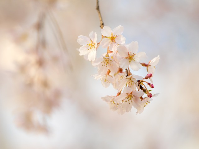 六義園のしだれ桜20150328-5