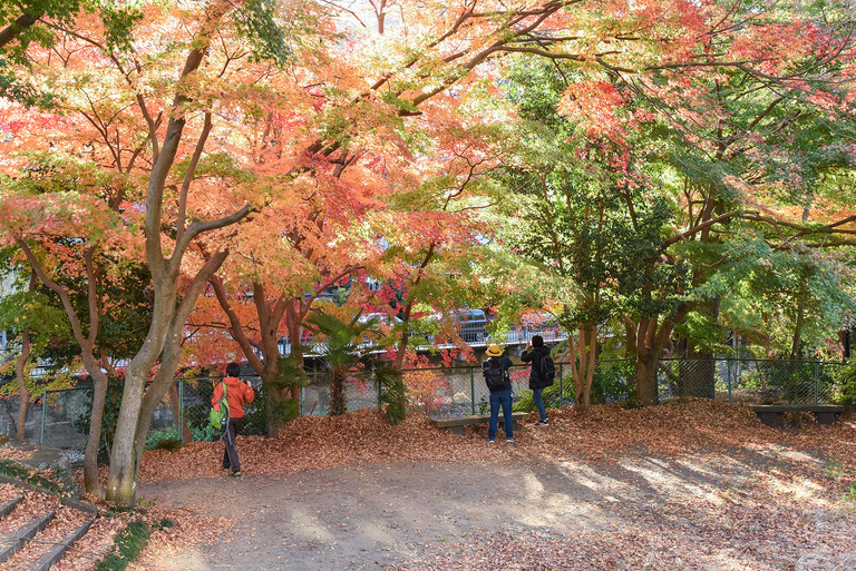 高尾山紅葉ハイキング2020_1