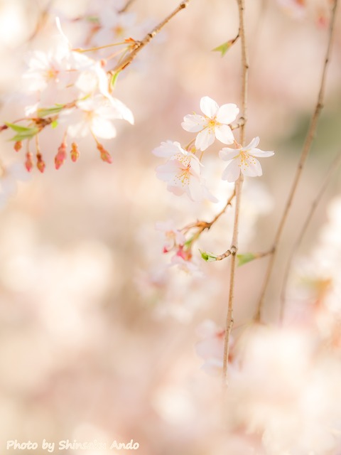 六義園のしだれ桜20150328-1-3