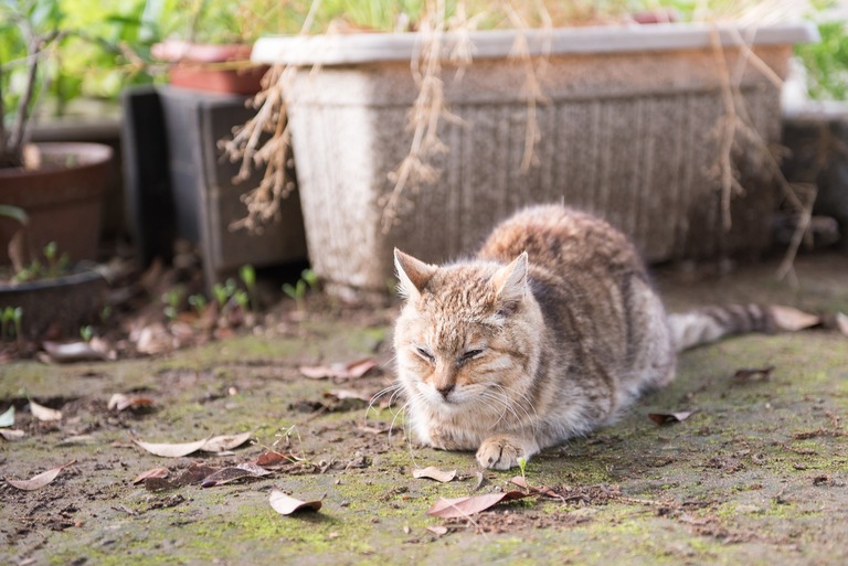 千葉公園のねこ