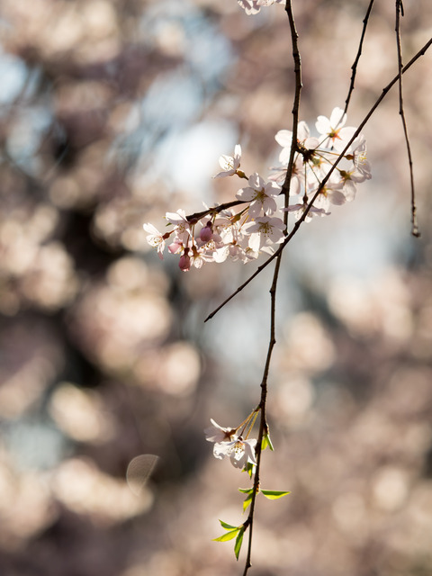 六義園のしだれ桜20150328-6