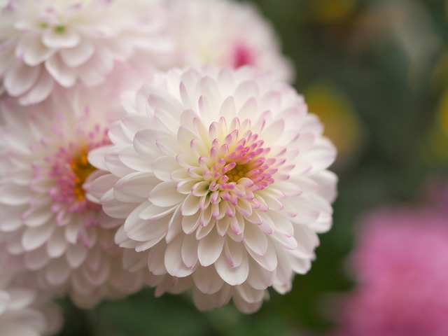 ポンポン菊20141112