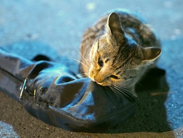 三脚で遊ぶねこ