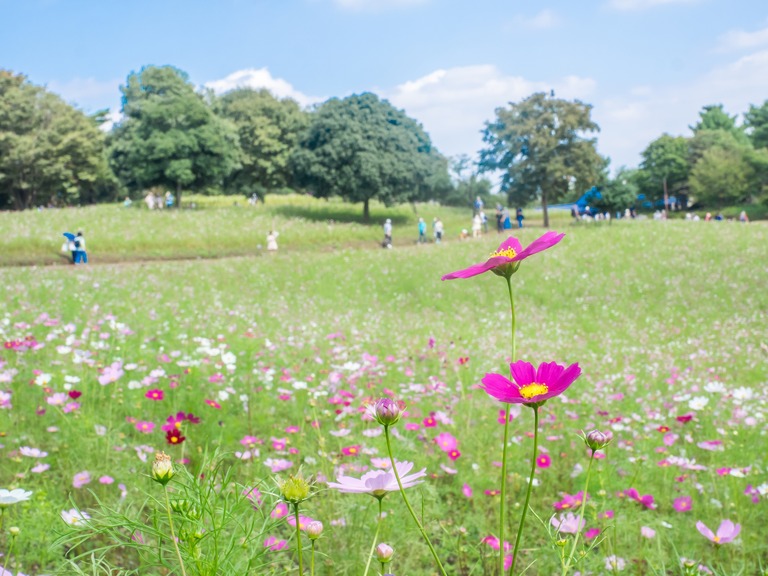 昭和記念公園｜コスモスまつり20151003‐5