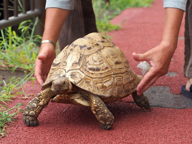 ヒョウモンリクガメ１