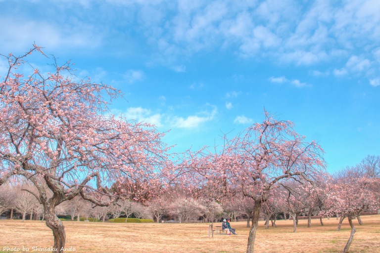 昭和の森公園｜梅の花20160227-8