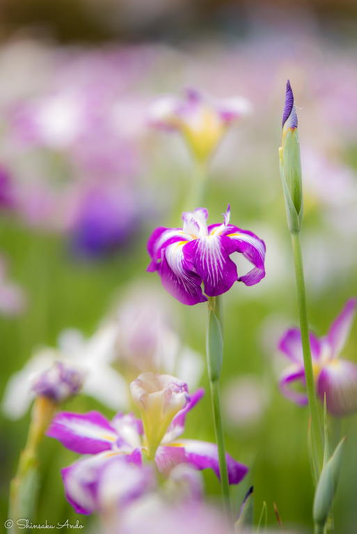 小岩菖蒲園20170611-7