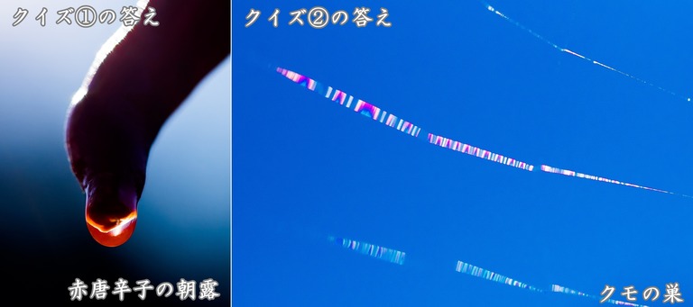クイズのこたえ
