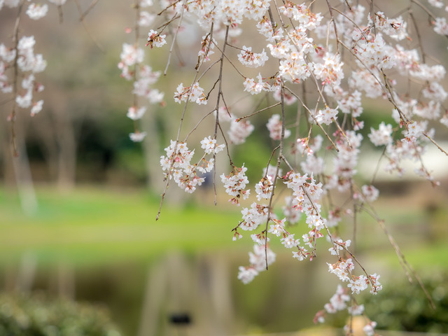 しだれ桜