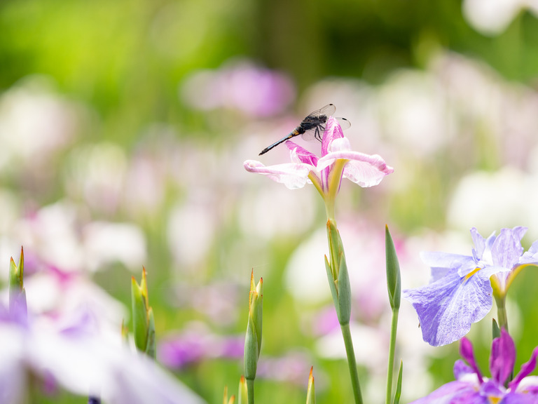 松戸市_本土寺の菖蒲の花2023