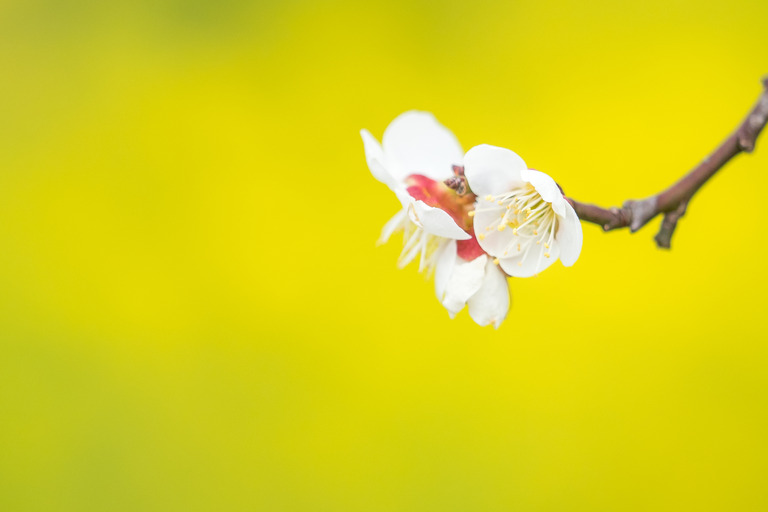 白梅と菜の花
