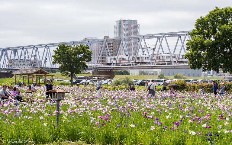 小岩菖蒲園20170611-2