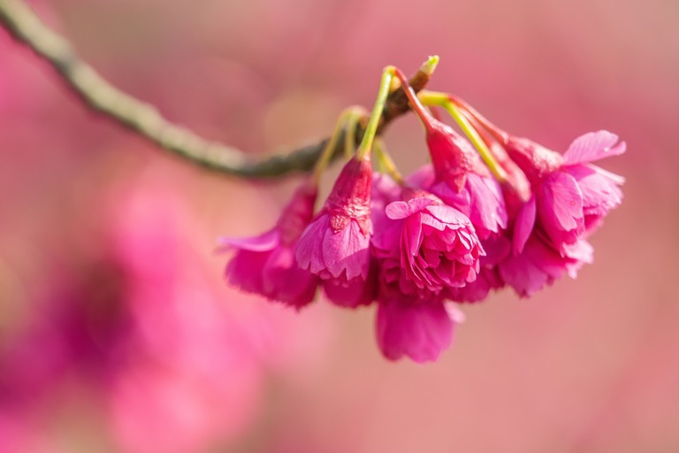 寒緋桜‐1