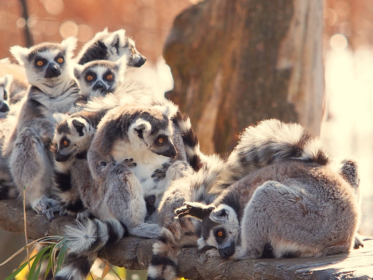 動物たちの表情（かお）｜上野動物園 | 船橋から、小さいけれどいい