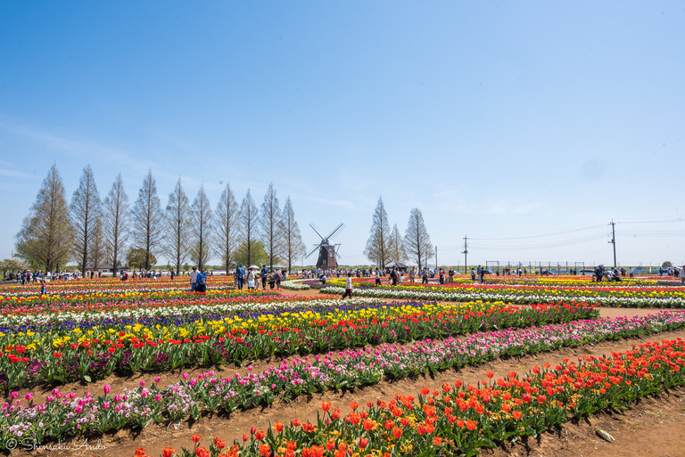 あけぼの山農業公園のチューリップ2017-7