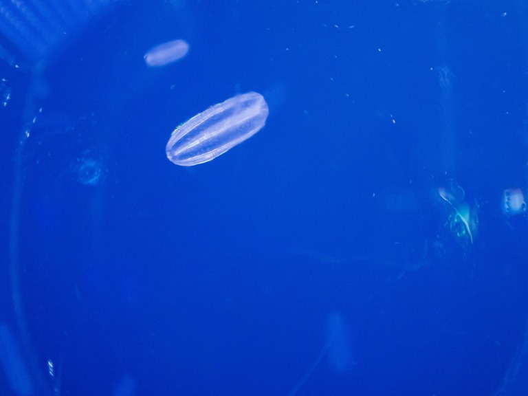 新江ノ島水族館-12