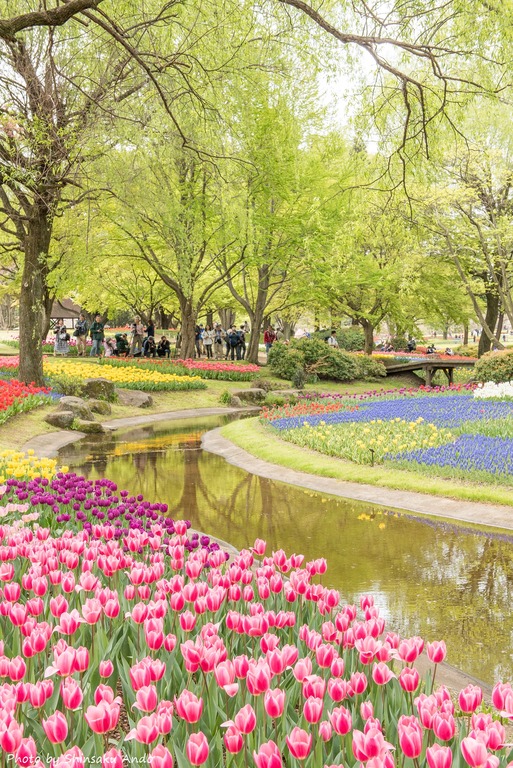 国営昭和記念公園のチューリップ（渓流広場）2016年4月16日‐3