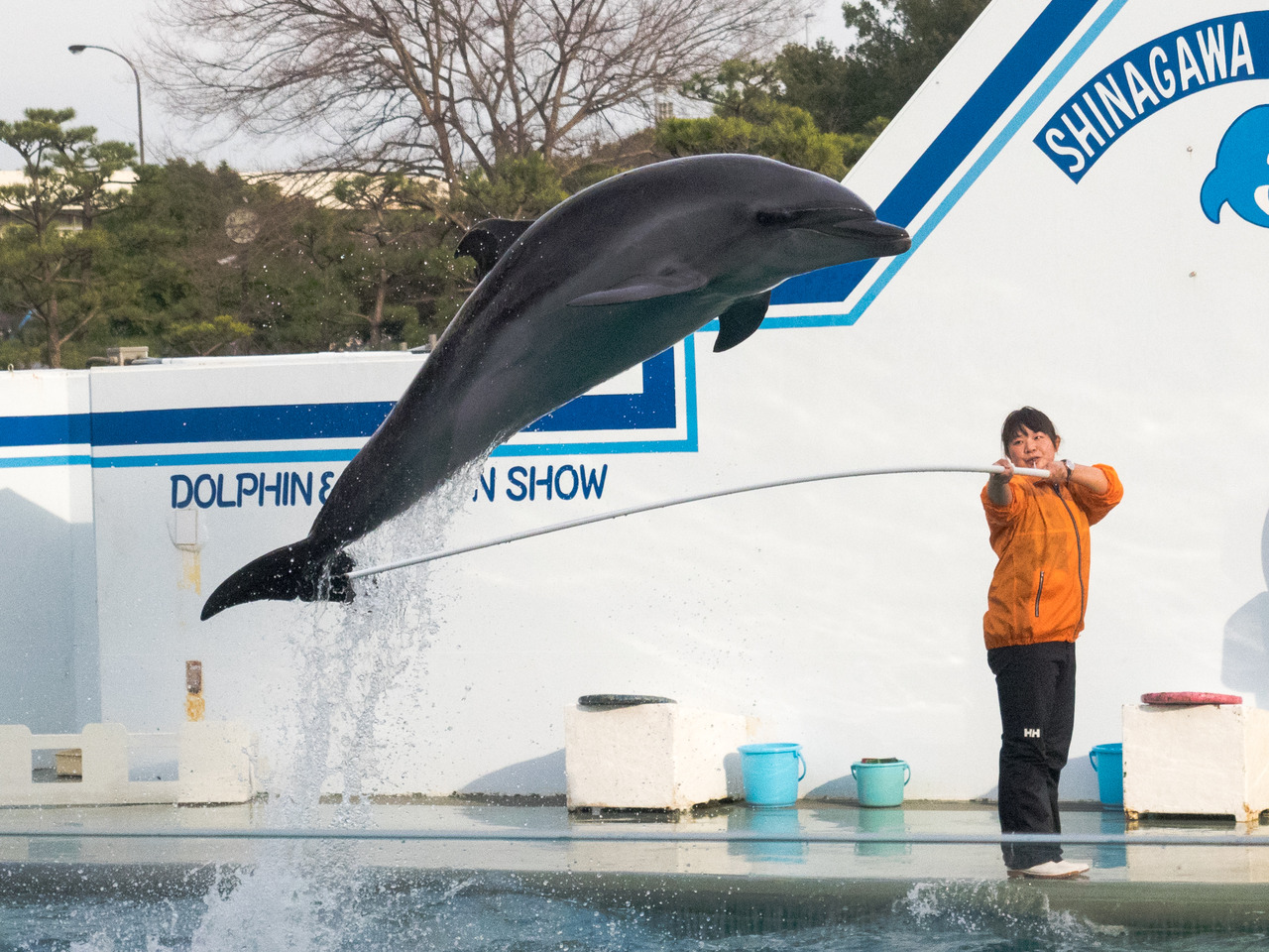 しながわ水族館｜いるかショー