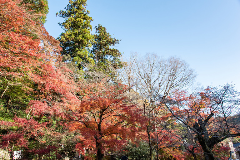 高尾山紅葉ハイキング2020_3