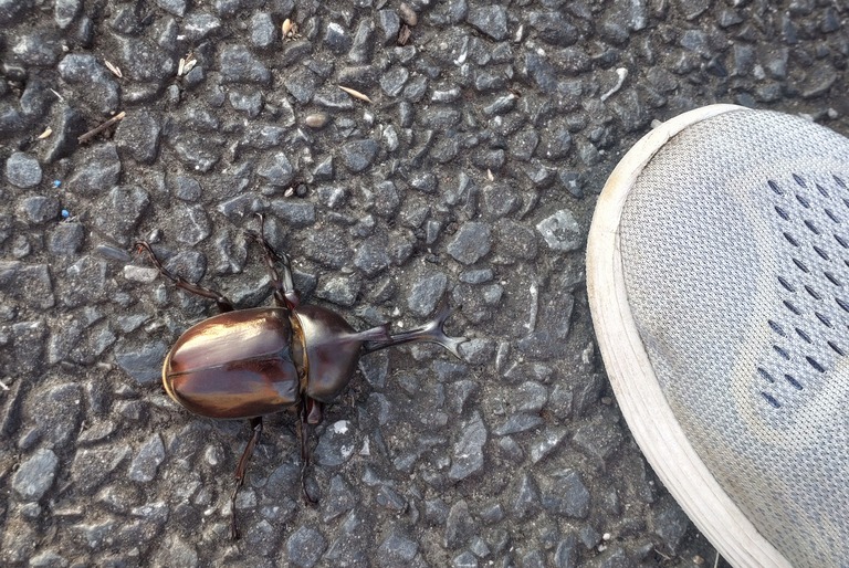 ランニング中に見つけたカブトムシ