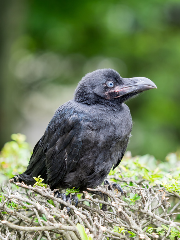 天沼公園で出会ったカラスの子ども-1