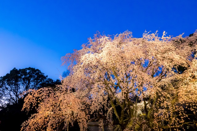 六義園のしだれ桜20150328（ライトアップ）