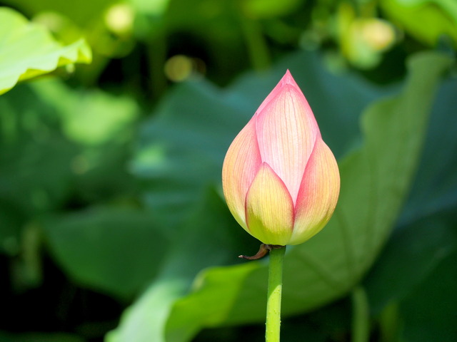 不忍池の蓮の花20140712-4
