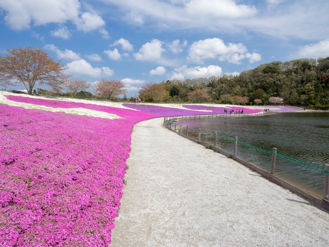 東京ドイツ村｜芝桜20150412-10