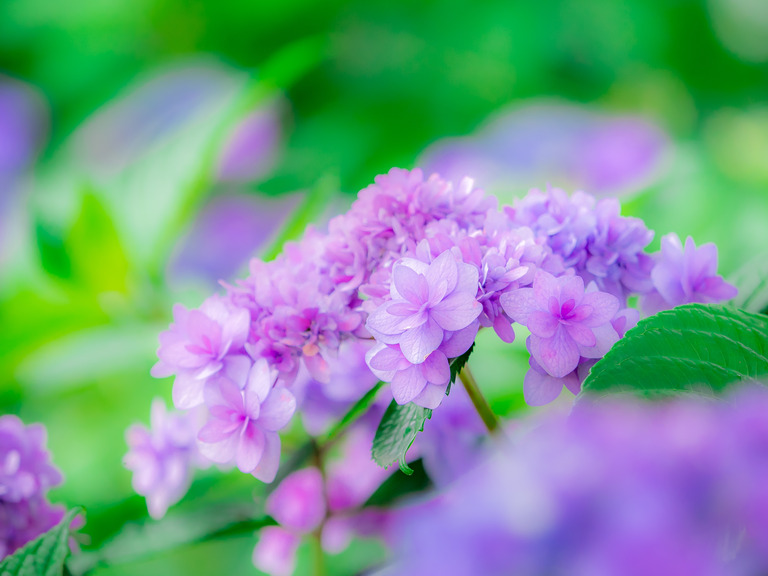 八重の紫陽花（紫）