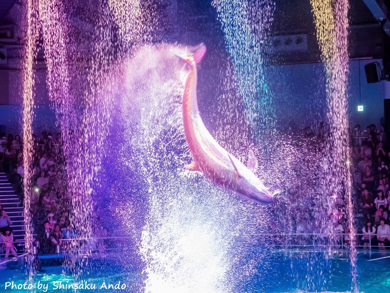 エプソンアクアパーク品川20150919‐５｜夜のイルカショー
