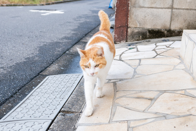 近所の猫_3