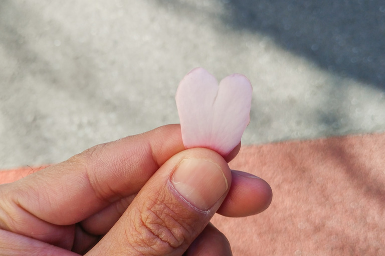 ハートの花びら（さざんか）