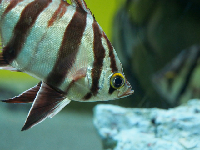 カラフルな魚②