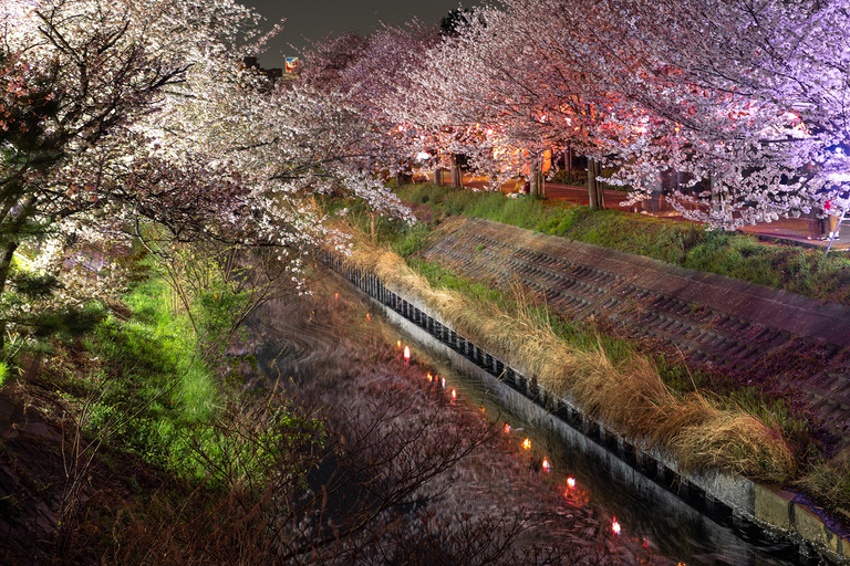 海老川の夜桜2025_4
