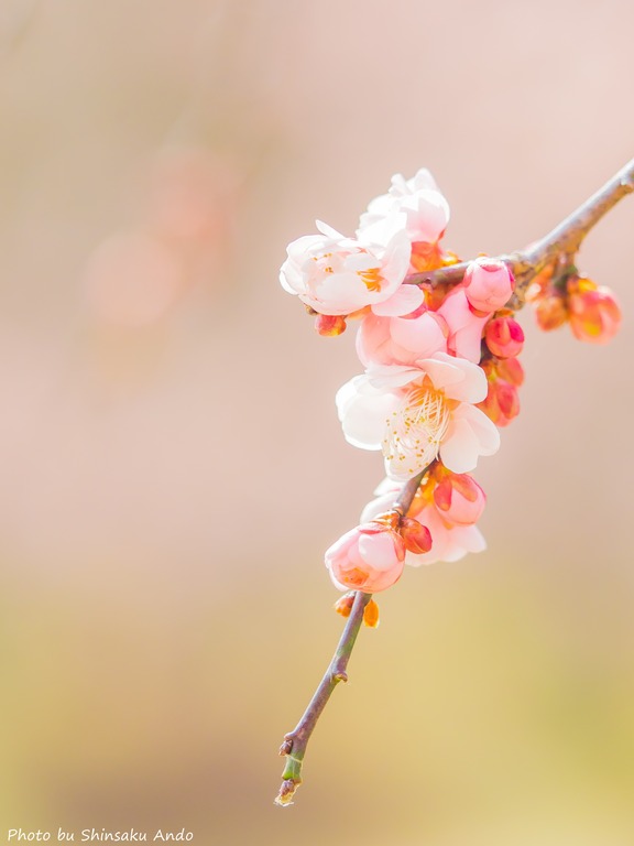 昭和の森公園｜梅の花20160227-1