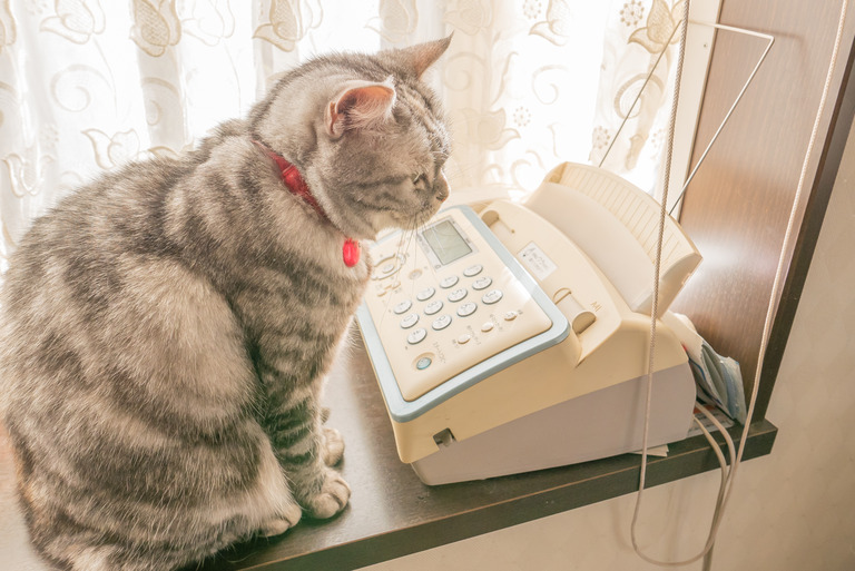 ねこの電話番-4