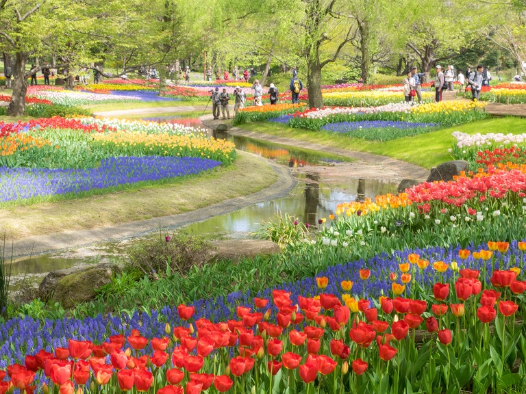 昭和記念公園のチューリップ20150418-4