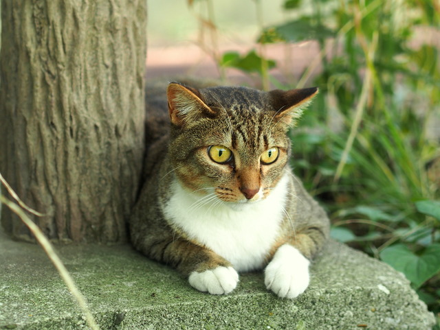 長津川遊水地20140726-1
